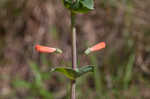 Scarlet beardtongue